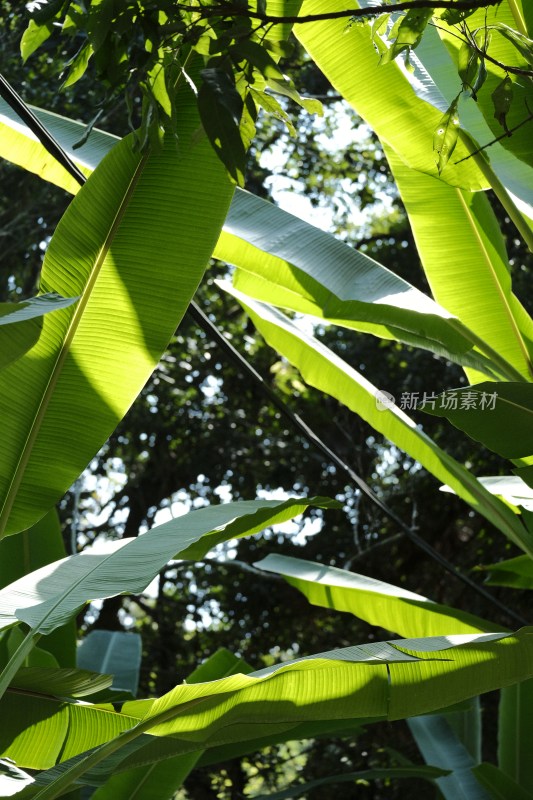 阳光下的宽大绿色植物叶片