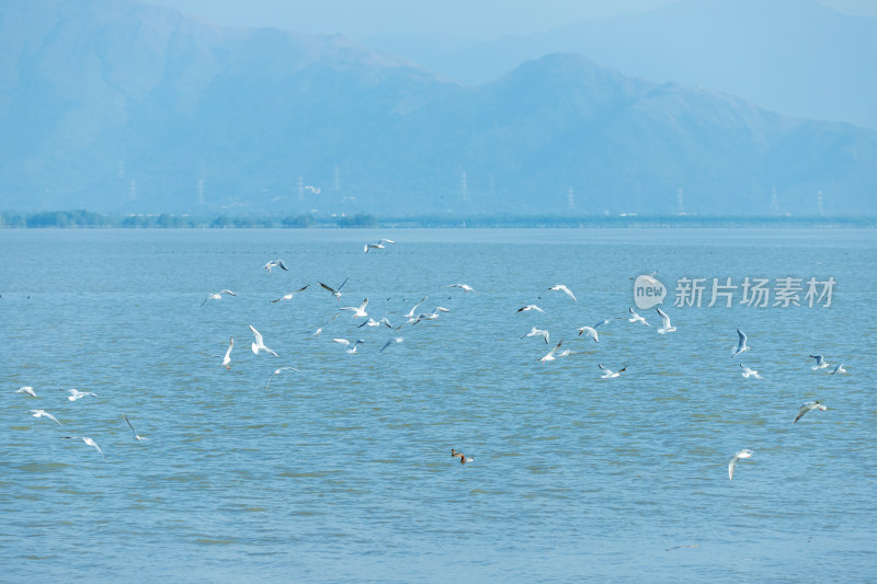 海面上飞翔的海鸥