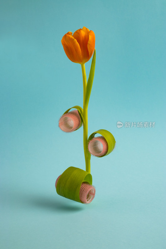 蓝色背景橙色郁金香特写