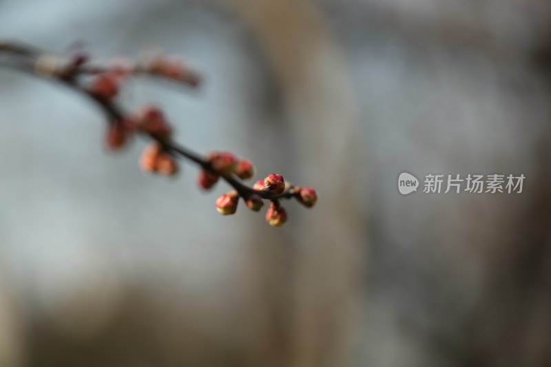 花草花卉