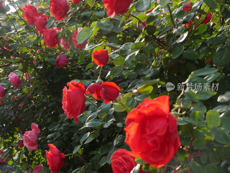 月季花玫瑰花