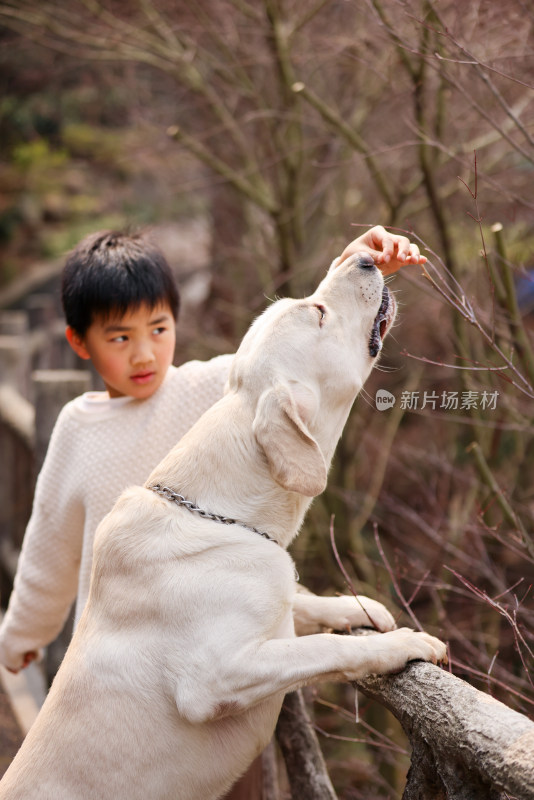 一个中国小男孩和他的宠物拉布拉多犬