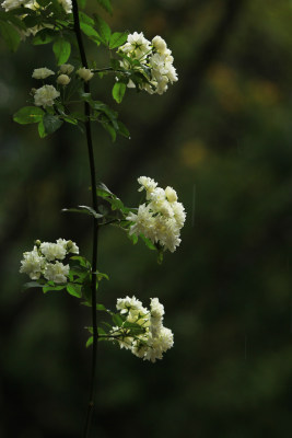 春雨中盛开的木香花