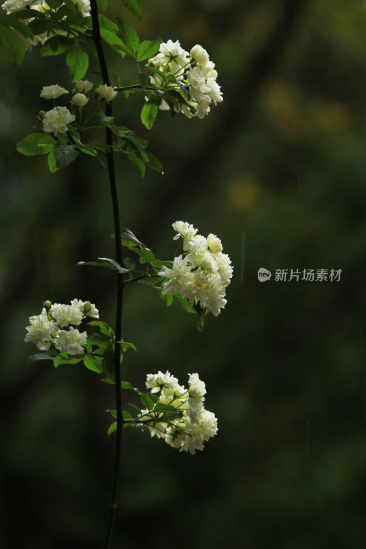 春雨中盛开的木香花