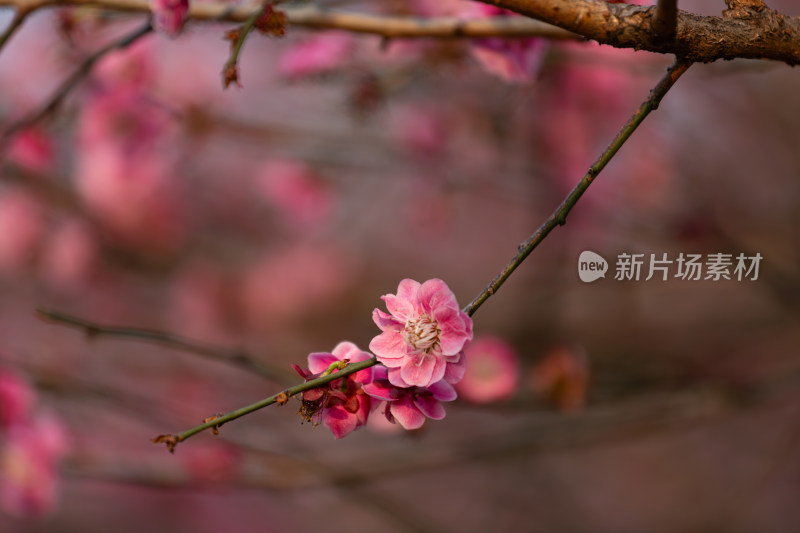 杭州钱塘江畔粉色绽放梅花特写