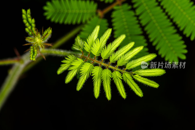 含羞草嫩绿的叶片