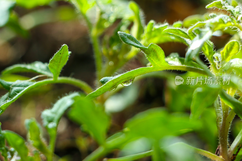 带水珠的绿色植物微距特写