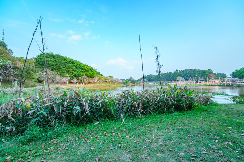 广州番禺大学城中心湖绿色草地树林湖景风光