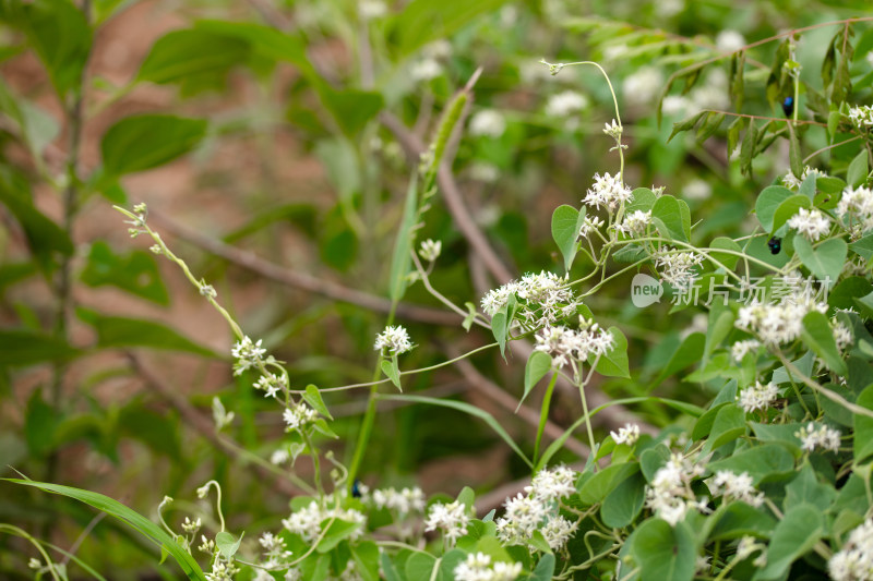 野生的鹅绒藤植物