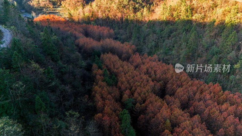 重庆酉阳：天山堡水杉红似火