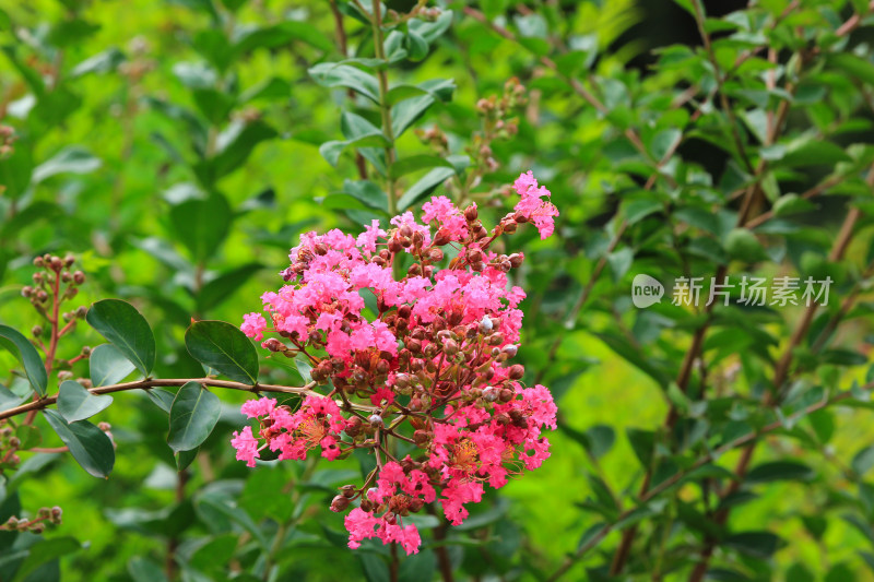 夏日盛开的紫薇花