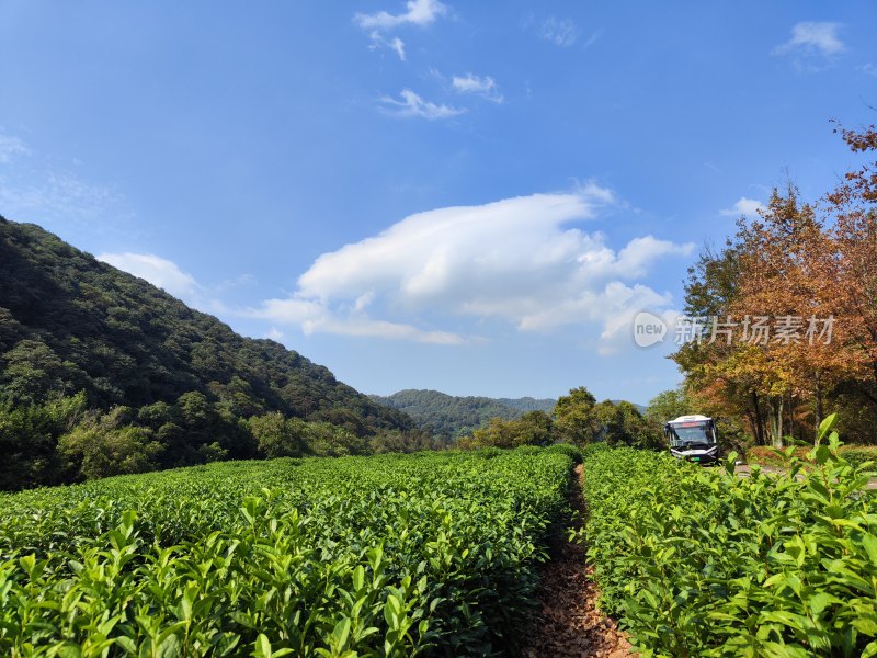 杭州云栖竹径茶园