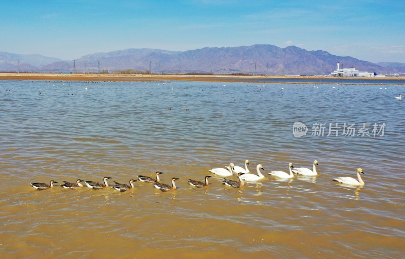 天鹅在呼和浩特市海流水库自由玩耍