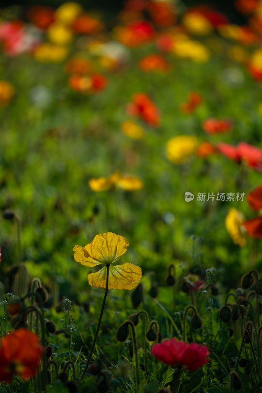 春天莫奈花园花海虞美人