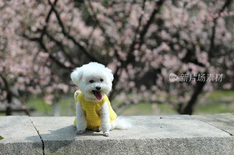 坐在公园里可爱的宠物狗比熊犬