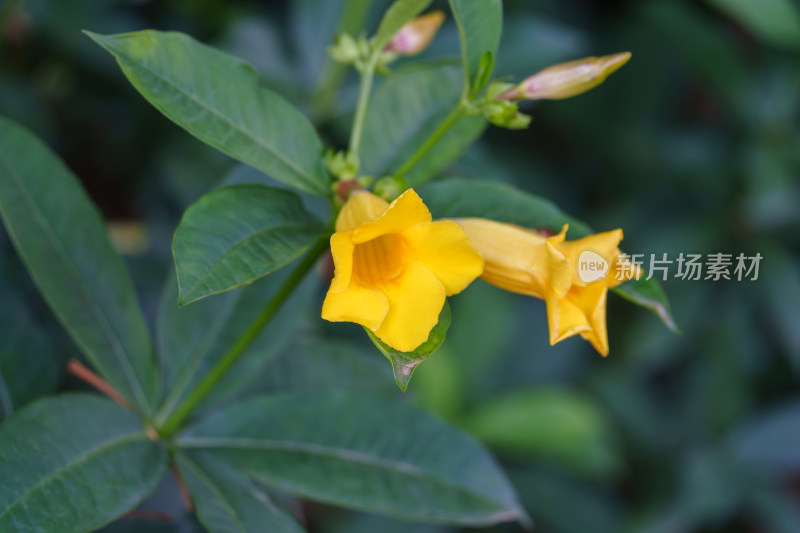 金黄色的花朵黄蝉花