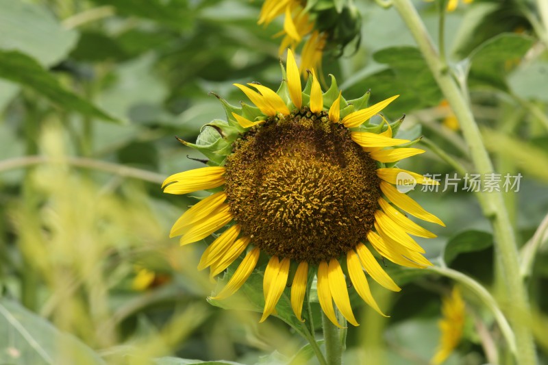 大片向日葵花田绿叶黄花生机勃勃