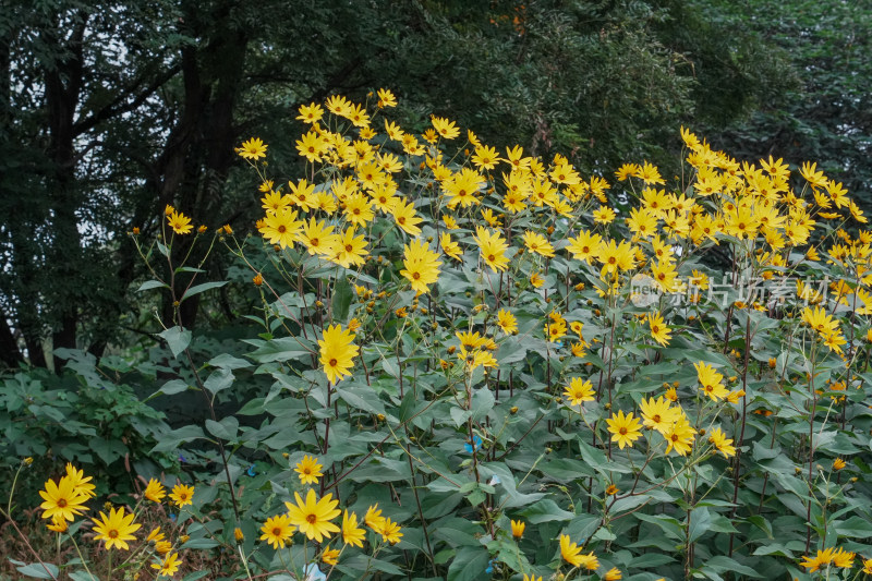 北京圆明园公园盛开的菊花