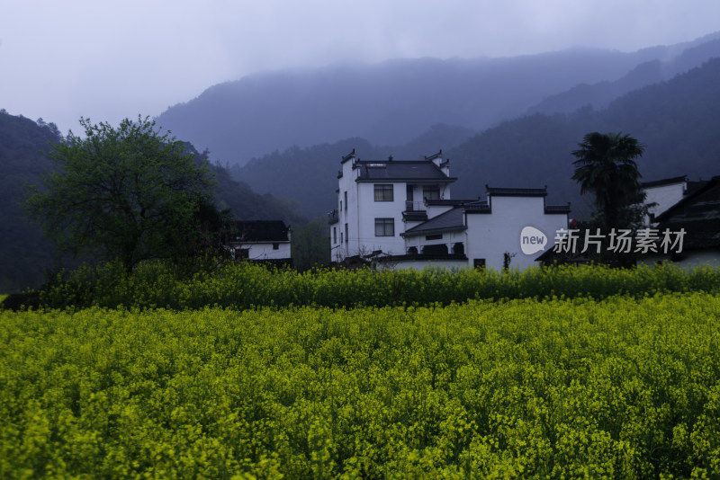 婺源油菜花田