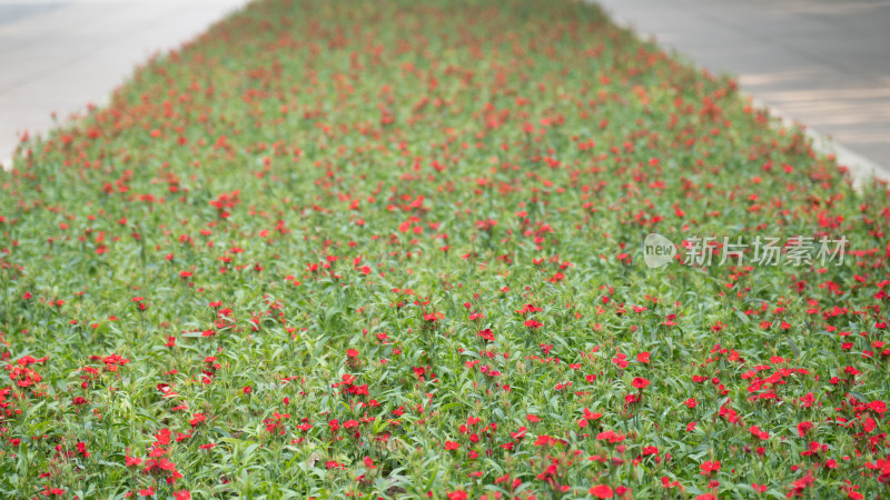 花树木绿色植物摄影图