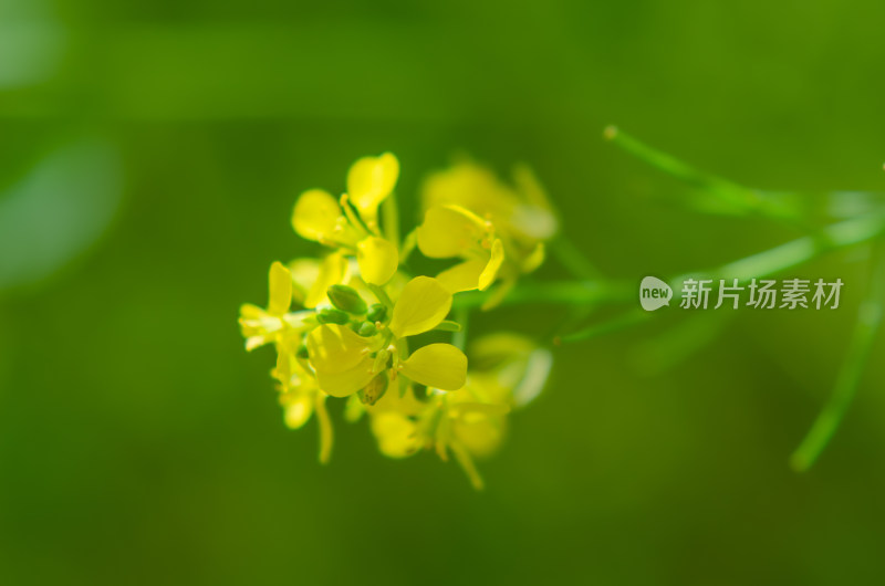 黄色油菜花特写