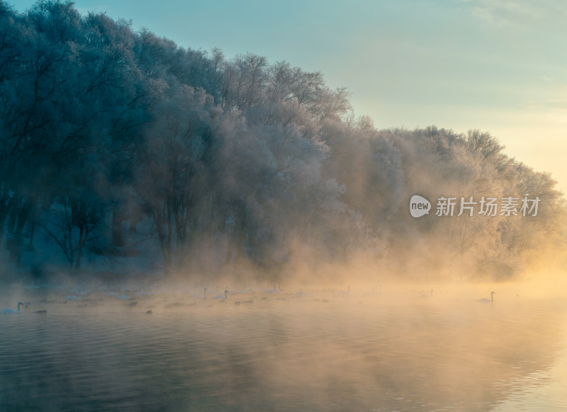 晨雾笼罩下的湖泊及周边树木景象