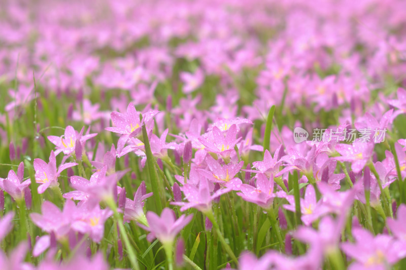 粉色的风雨兰花海