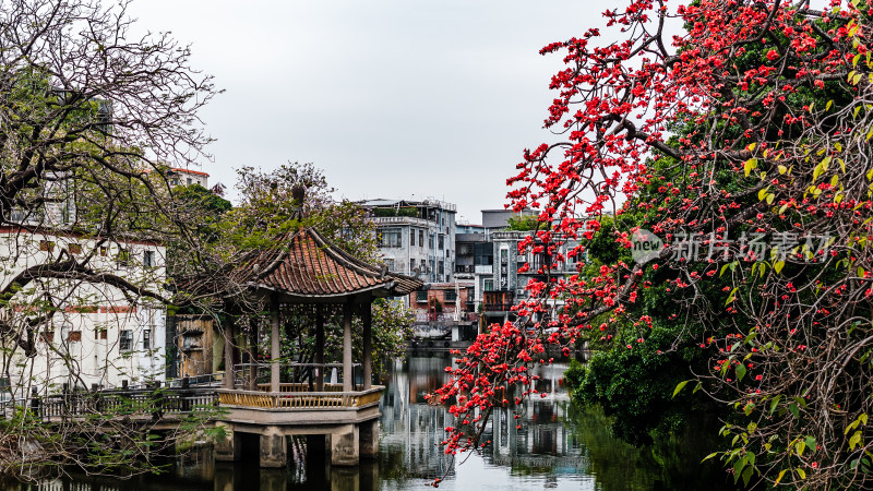 中国广东省广州市海珠区黄埔村木棉花