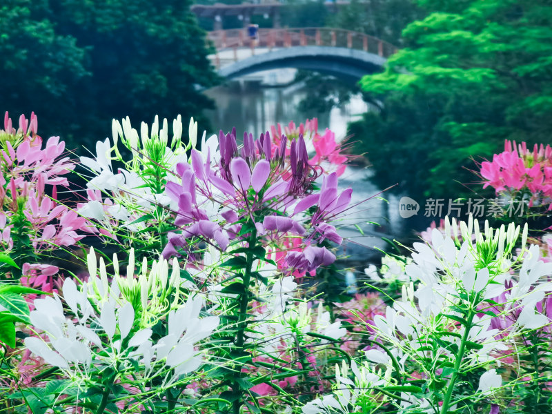 佛山市千灯湖公园醉蝶花花海