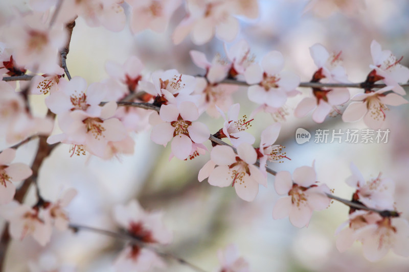 北京国家植物园春天的山桃花