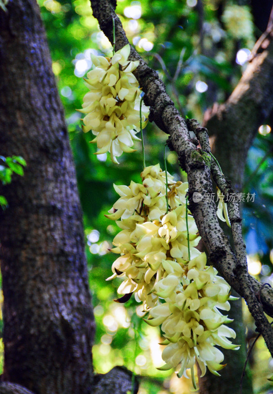 广州天鹿湖公园禾雀花