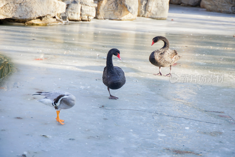 冬季冰面上的黑天鹅斑头雁鸭子