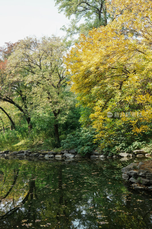 北京圆明园秋天树林风景