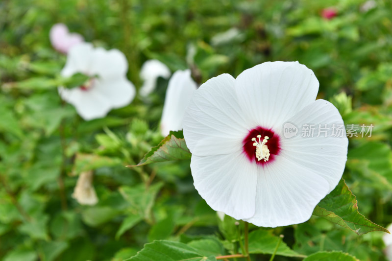 盛开的大花秋葵芙蓉葵