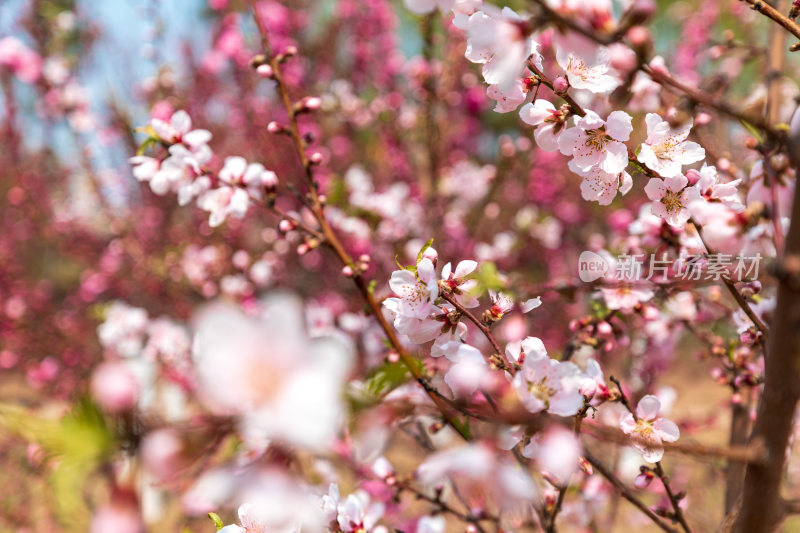 春季桃花开花特写