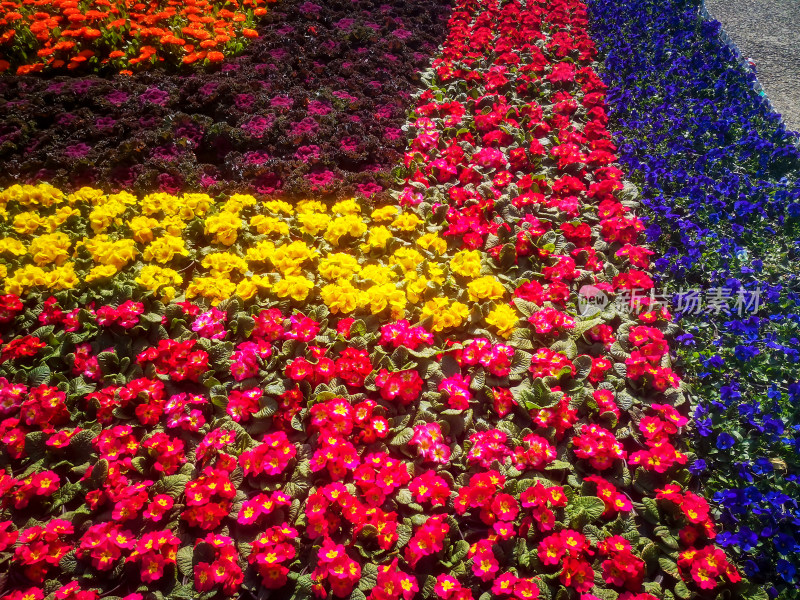 鲜花花朵摄影图