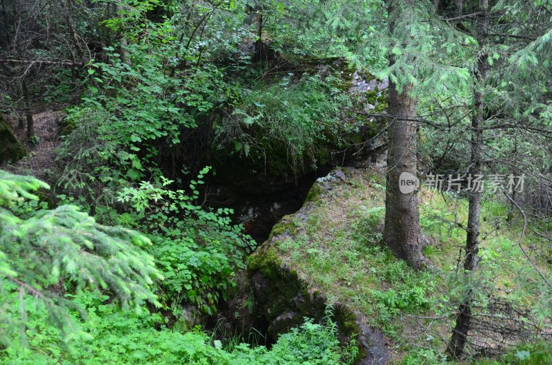 天山天池原始森林自然风景