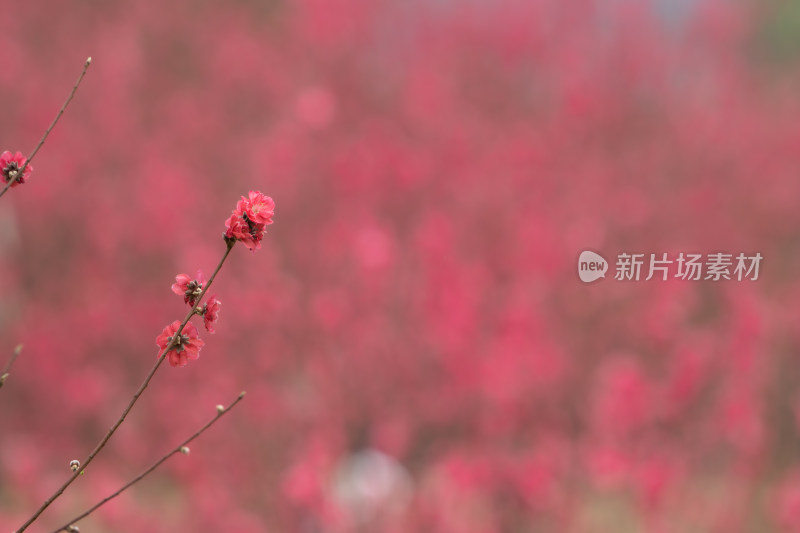 盛开的粉色桃花特写