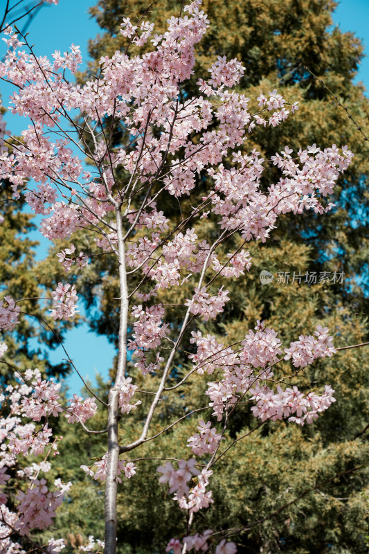 玉渊潭樱花树和樱花