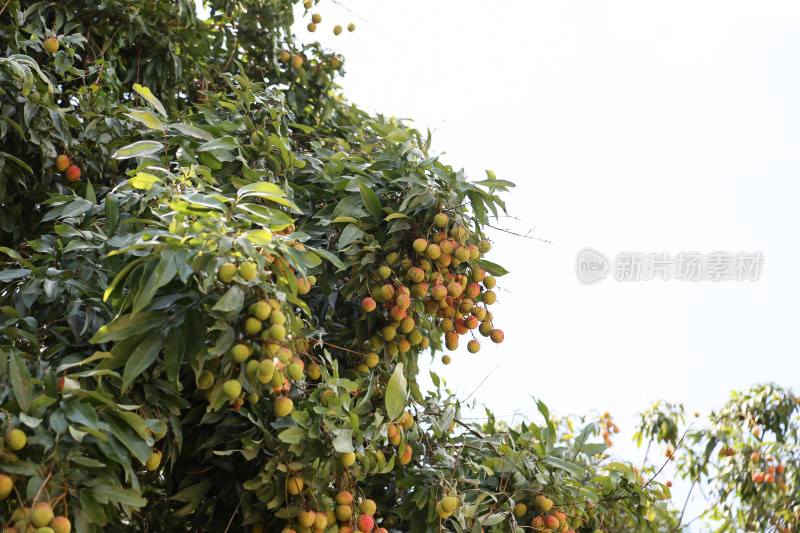 挂满荔枝的荔枝树