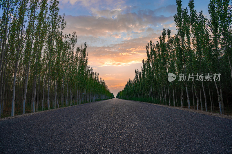 傍晚笔直的公路，两旁种满了杨树