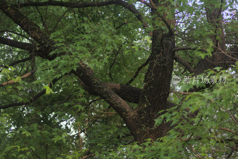 繁茂大树枝叶特写