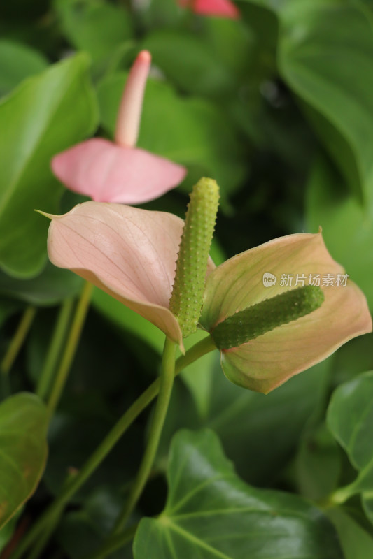 花烛红掌花