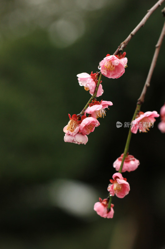 春天粉色的梅花和雨滴