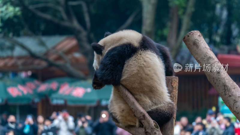 爬树的大熊猫