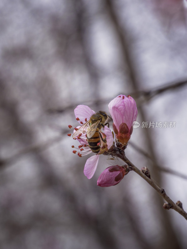 春日桃花特写