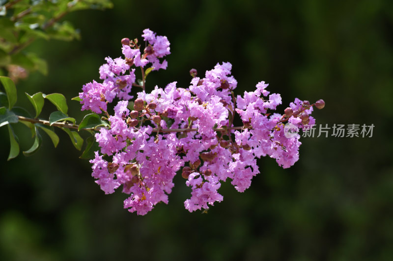 山东枣庄植物园美艳的紫薇花朵