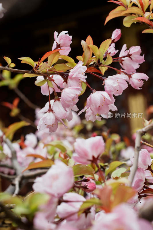 北京北海公园樱花