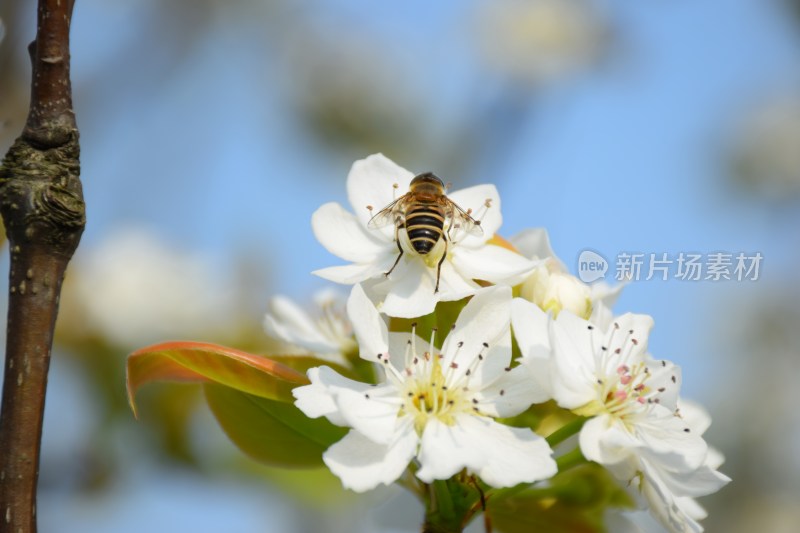 盛开的白色梨花特写