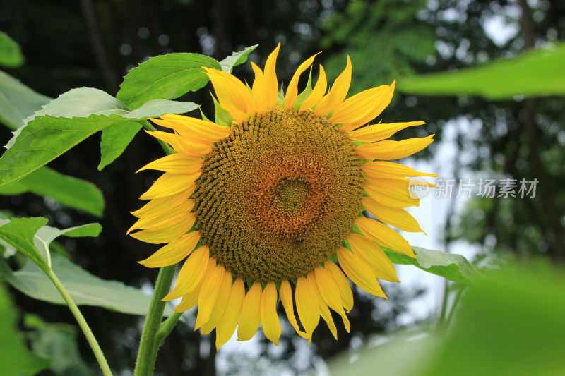 向日葵花太阳花